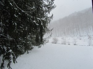 Norwegian Spruce looking up the holler....